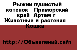 Рыжий пушистый котенок - Приморский край, Артем г. Животные и растения » Кошки   
